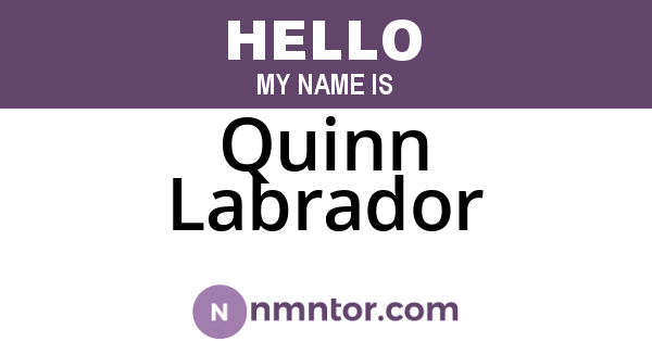 Quinn Labrador