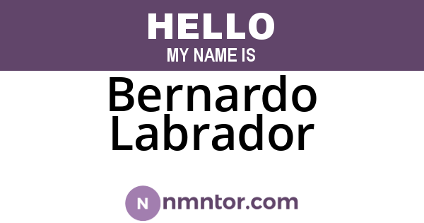 Bernardo Labrador