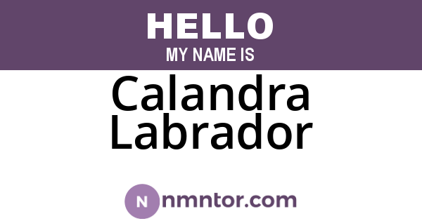 Calandra Labrador