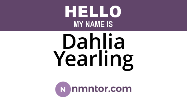 Dahlia Yearling