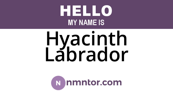 Hyacinth Labrador