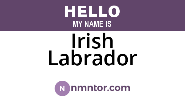 Irish Labrador