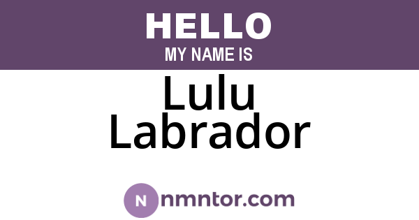 Lulu Labrador
