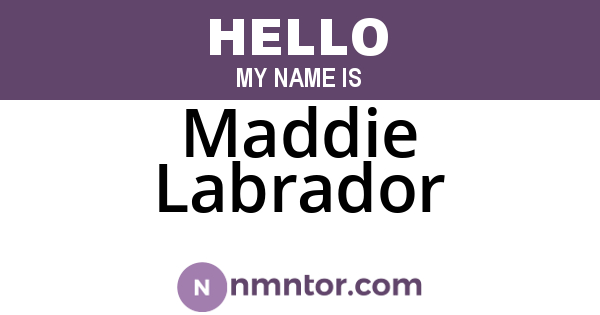 Maddie Labrador