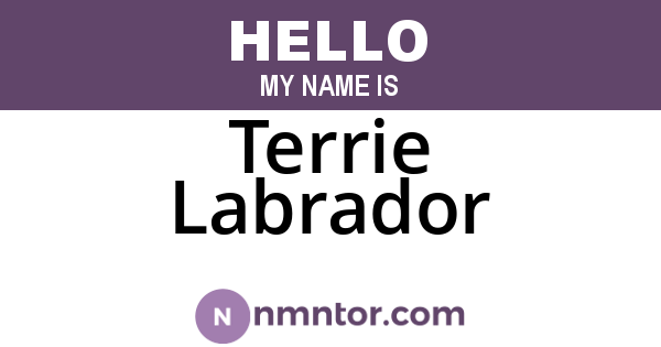 Terrie Labrador